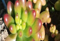 幼蟾蜍的饲养管理