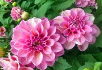 仙客来栽培和养护