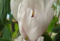 养鹿怎样才能赚钱