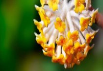 君子兰的两种常见病