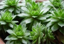 平菇主要栽培技术