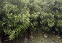 生物农药原料除虫菊的栽培 生物农药原料除虫菊的栽培