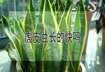 百合无症病毒的防治
