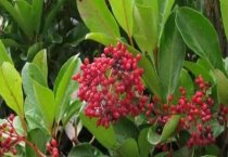 水仙为啥有蕾却枯焦