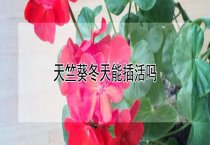 翠菊碎倒病有何表现？
