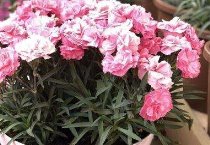 影响鸡蛋壳品质的若干因素及防治对策