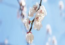 请问桃花什么时候开