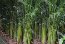 孔雀竹芋的无土栽培的技术 孔雀竹芋的无土栽培的技术