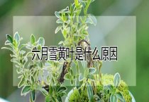 蚕豆田间管理技术要点 蚕豆田间管理技术要点