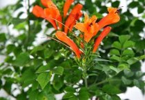 因地制宜防治棉花枯黄萎病