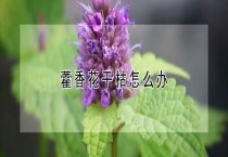 报春花花叶病的防治
