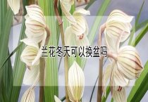 犬腹泻病的常见原因及其治疗 犬腹泻病的常见原因及其治疗