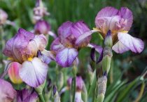 黄河流域棉花蚜虫防治措施