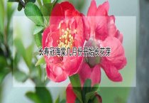 请问长寿冠海棠几月份开始长花芽