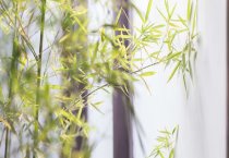 竹柏养死是什么原因？