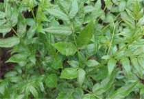 李树常用哪几种树形 各有何特点