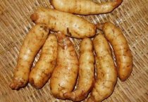 棉花育苗常见的四个问题