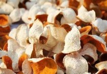 当归有什么用？功效、营养与食用禁忌