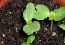 非留种鹌鹑的快速育肥方法