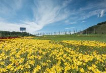 山蜂怎样家养 怎样跟踪野山蜂