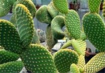 早熟、高产大豆品种徐豆9号