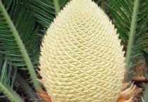 新疆乌苏市养殖+种植加快农民增收