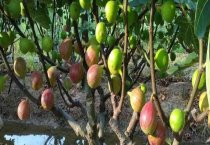 甘肃玉门柳河乡为农民搭建致富平台