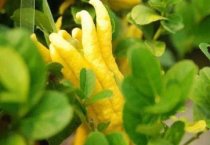 金银花、夏枯草治畜禽病 金银花、夏枯草治畜禽病