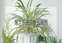 斑点叉尾鲴的人工催产孵化技术