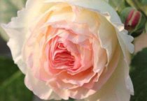 云南会泽县五星乡蔬菜种植成增收亮点