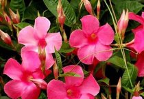 高寒山区地栽香菇新技术