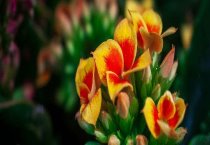 藏獒常见普通病的防治：骨折的防治