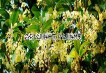杜鹃