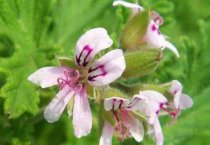 鹌鹑的人工孵化注意事项