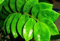 仙客来的安全度夏