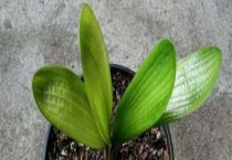 请问君子兰如何开花