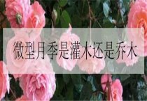 大豆重迎茬导致的病虫害及防治措施