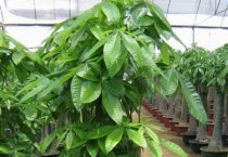 红菜苔追肥要点（红菜苔高产养殖多久）