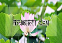 药用珍珠的规格与标准
