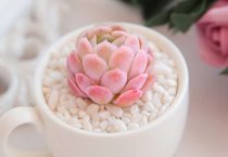 花市香草养护要点