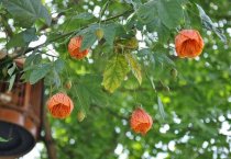 药用金银花栽培与管理要点