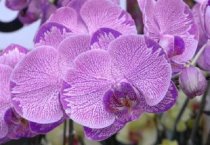 棉花品种----邯368