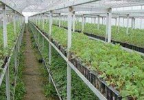 药用植物牡丹（牡丹皮）疫病