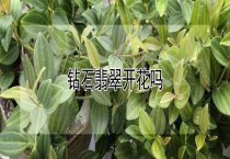 洪灾后蚕桑生产的补救措施 洪灾后蚕桑生产的补救措施