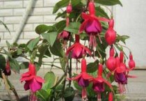 新疆乌苏市订单农业让九间楼乡农户轻松实现亩效益2000元