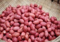 棉花营养钵育苗技术 棉花营养钵育苗技术
