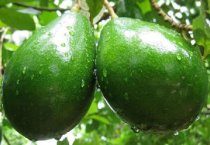 婴儿吃牛油果要蒸熟吗（有哪些好处）