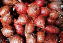 优质杂交油菜爱“吃”硼