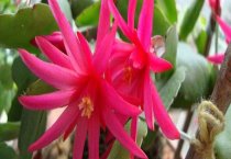 哪些蛇类适合人工养殖