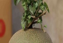 请问睡布袋的养殖方法和注意事项